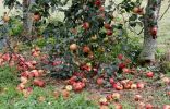 Опавшие яблоки