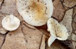 Помогите опознать грибы