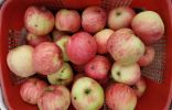 Помогите определить сорт яблок