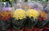 Как сохранить горшечные хризантемы до весны?