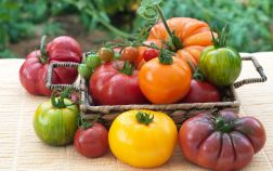 11 интересных сортов томатов