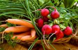 9 овощей для «быстрого» урожая