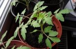 Правильное выращивание рассады томата
