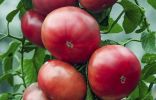 Какие сорта томатов мы рекомендуем выращивать в сезоне 2019