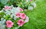 10 самых надёжных однолетних цветов для вашего сада