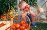 Выбираем томаты. Чем отличаются индетерминантные и детерминантные сорта?