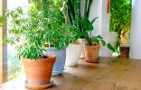 Подбор комнатных растений, подходящих к условиям в вашем доме