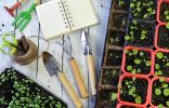 60 лучших статей о выращивании рассады