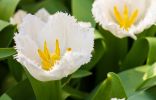 10 самых модных белых сортов тюльпанов