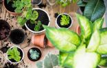 5 главных правил весеннего ухода за комнатными растениями