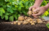 «Табу ТРИО» – безопасная предпосевная профилактика болезней и вредителей картофеля