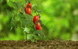 Сорта и гибриды низкорослых томатов, или Помидоры для ленивых
