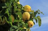 Айва — красивое дерево, вкусные и полезные плоды