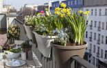Весенние луковичные цветы на балконах и лоджиях