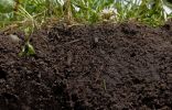 Виды почв, их особенности и способы улучшения