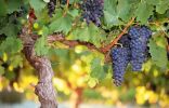 Формирование виноградного куста на высоком штамбе