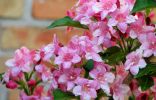 Вейгела — один из лучших цветущих кустарников весны