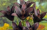11 самых красивых черных цветов, или Немного мистики в саду