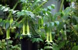 Комнатная кубанола — растение-гигант с шоколадным ароматом