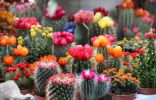 20 комнатных кактусов и суккулентов с поразительно красивым цветением