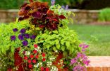 Лучшие комнатные растения для контейнерных композиций в саду