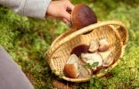 Как обезопасить себя, собирая грибы?