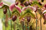 «Венерины башмачки», или Пафиопедилум — легенда среди комнатных орхидей