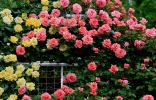 Размножение роз окулировкой — всё, что нужно знать начинающим цветоводам