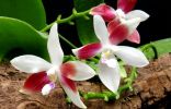 Фаленопсис тетраспис — самая нетребовательная орхидея