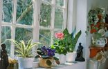 Важные особенности осеннего ухода за комнатными растениями