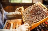 Как я стала пчеловодом