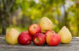 Почему гниют яблоки и груши при хранении?