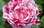 Интересные и необычные сорта роз