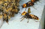 Пчелиные войны, или Печальный конец нашей первой пасеки