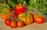 Лучшие сорта томатов и перцев для холодных регионов