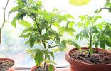 Особенности выращивания томата на подоконнике