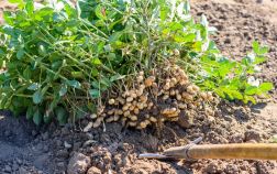 Как я выращиваю арахис с пользой для себя и других растений