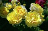 Интересные и необычные сорта роз