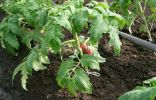 Правила выращивания рассады томата от специалиста компании Гавриш