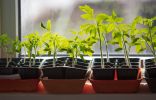 Регулятор роста «Рэгги» — никаких проблем с рассадой томатов