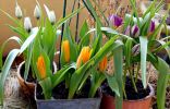 Карликовые ботанические тюльпаны — преимущества и лучшие сорта