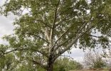 Помогите определить дерево и возраст