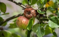 8 самых распространенных болезней яблонь