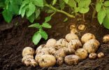 Простые правила выращивания картофеля