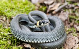 Змеи на участке — как распознать ядовитую и защитить себя от укуса?