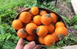 Экзотическая наранхилла — декоративный кустарник с вкуснейшими ягодами