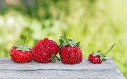 Почему деформируются ягоды у земляники садовой?