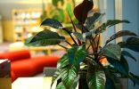 Филодендрон — декоративно-лиственная классика комнатного цветоводства