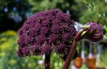 7 эффектных зонтичных растений для цветников в природном стиле