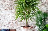 Комнатная юкка — менее капризная альтернатива пальмам